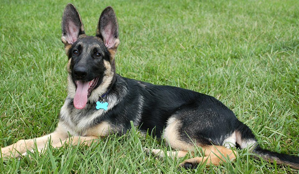 Blitz at 16 weeks old.