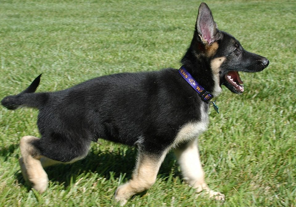 Baby Blitz