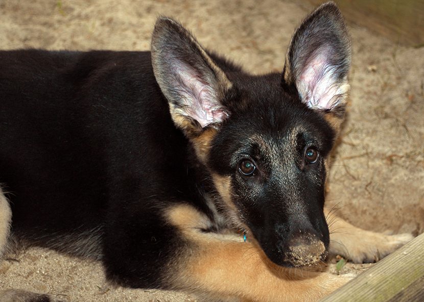 Baby Blitz